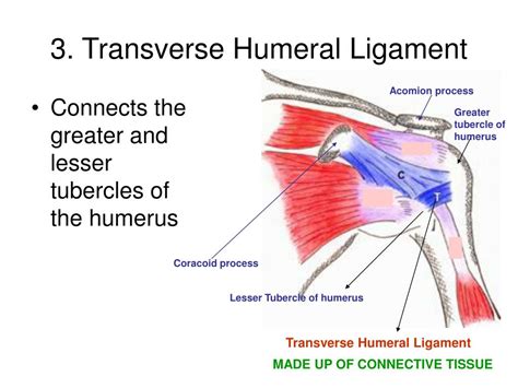 transverse humeral ligament tear test|shoulder pain radiating to bicep.